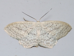 Scopula perlata