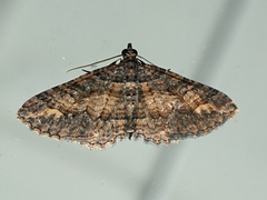 Eucymatoge scotodes