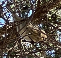 Setophaga coronata coronata