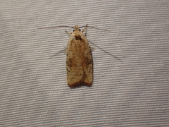 Agonopterix nervosa