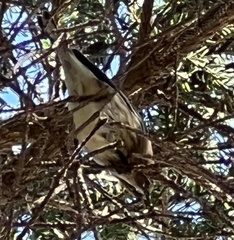 Setophaga coronata coronata