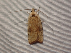 Agonopterix nervosa