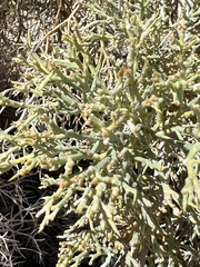 Psorothamnus spinosus