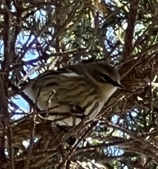 Setophaga coronata coronata