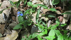 Commelina cyanea