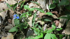 Commelina cyanea