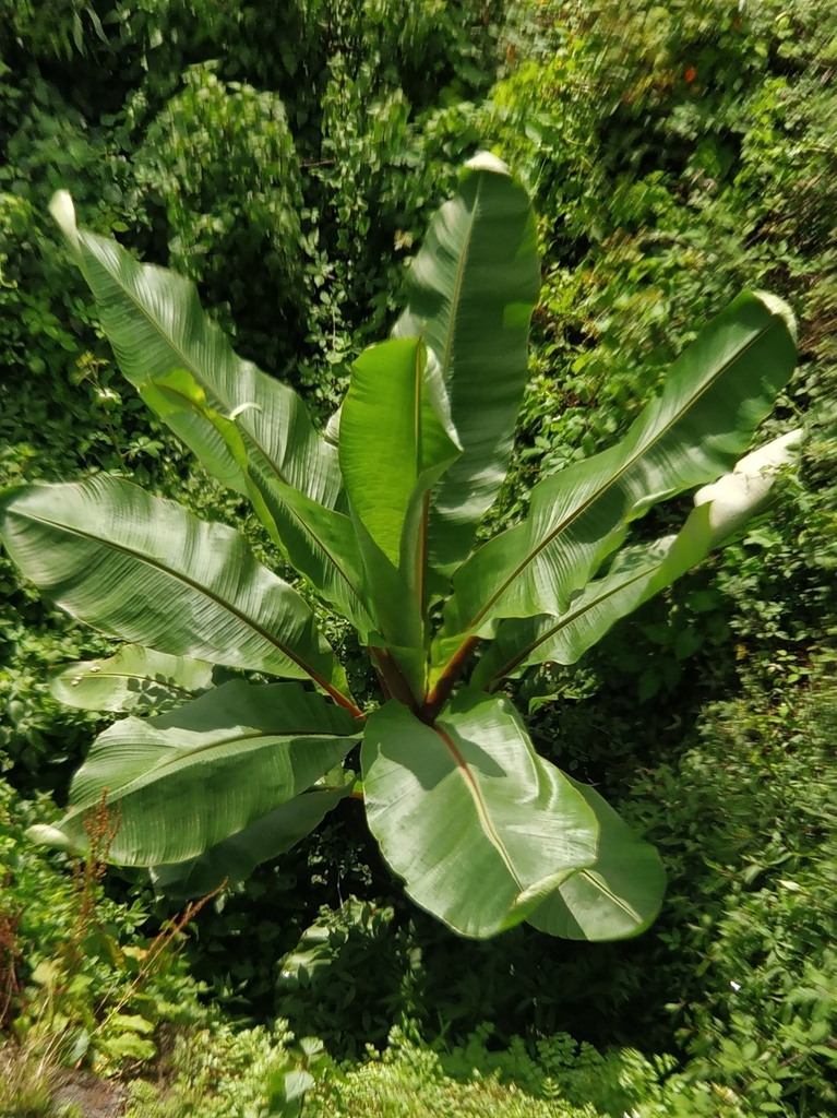Ensete ventricosum, CAM dos Marcos T-19, 9050 Funchal, Portugal