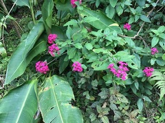 Pentas