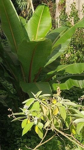 Image of Ensete ventricosum by (c) Vítor Jorge, some rights reserved (CC BY)