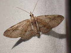 Eupithecia unicolor