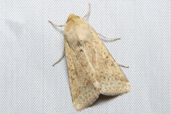 Helicoverpa punctigera