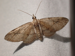 Eupithecia unicolor