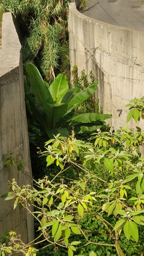 Ensete ventricosum