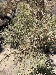 Psorothamnus spinosus