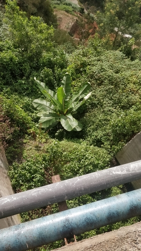 Ensete ventricosum