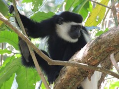 Colobus caudatus