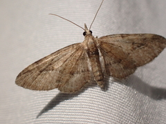 Eupithecia unicolor