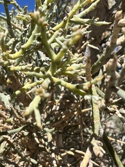 Psorothamnus spinosus