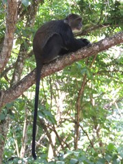 Cercopithecus mitis albogularis