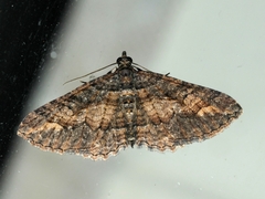 Eucymatoge scotodes