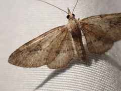 Eupithecia unicolor