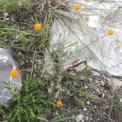 Thymophylla setifolia