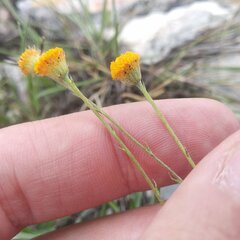 Thymophylla setifolia