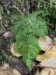 Dryopteris