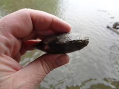 Potamilus fragilis