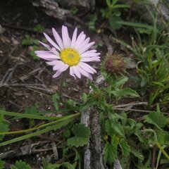 Xanthisma gymnocephalum