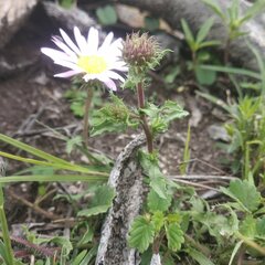 Xanthisma gymnocephalum