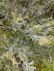 Schinus lentiscifolia