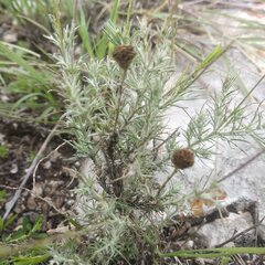 Thymophylla setifolia