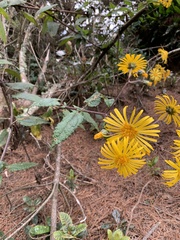 Munnozia