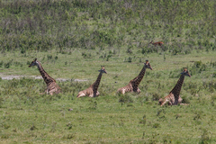 Giraffa camelopardalis tippelskirchi