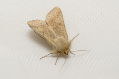 Helicoverpa punctigera