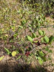 Rhamnus ilicifolia