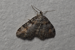 Xanthorhoe