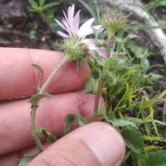 Xanthisma gymnocephalum