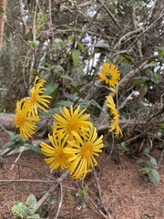 Munnozia