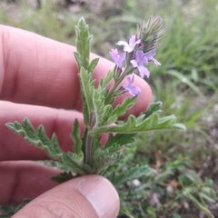 Verbena canescens