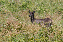 Kobus ellipsiprymnus