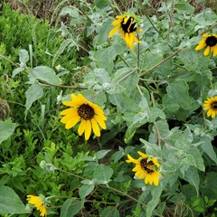 Helianthus argophyllus