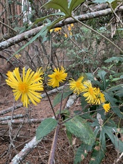 Munnozia