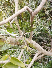 Schinus lentiscifolia