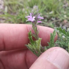 Verbena canescens