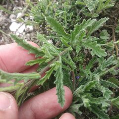 Verbena canescens