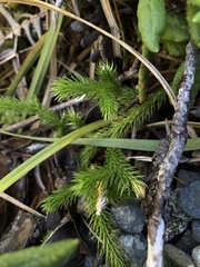 Lycopodium