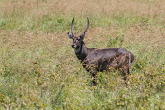 Kobus ellipsiprymnus