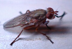 Sciomyzidae